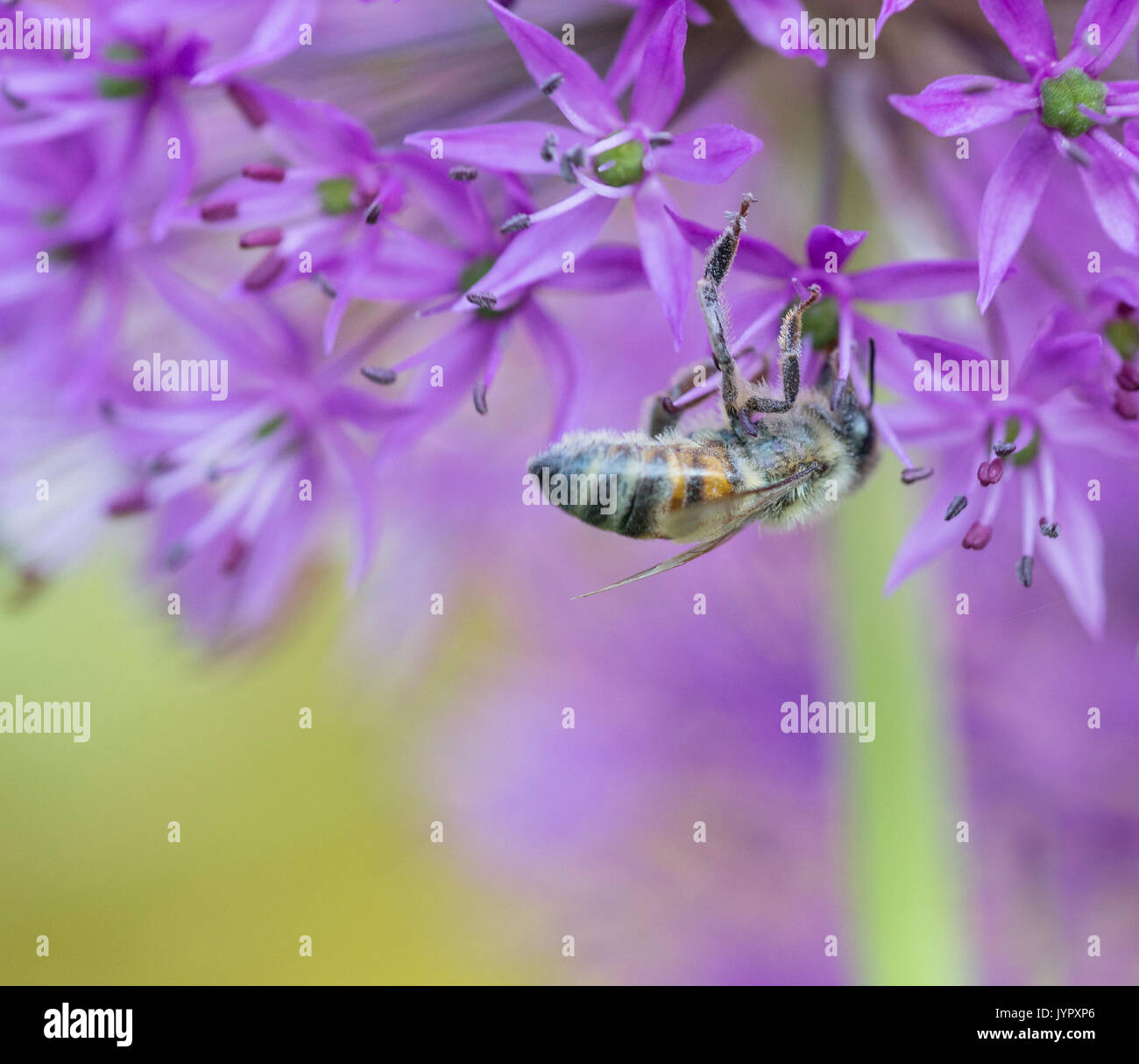 Allium hollandicum 'Purple Sensation' with Bee Stock Photo