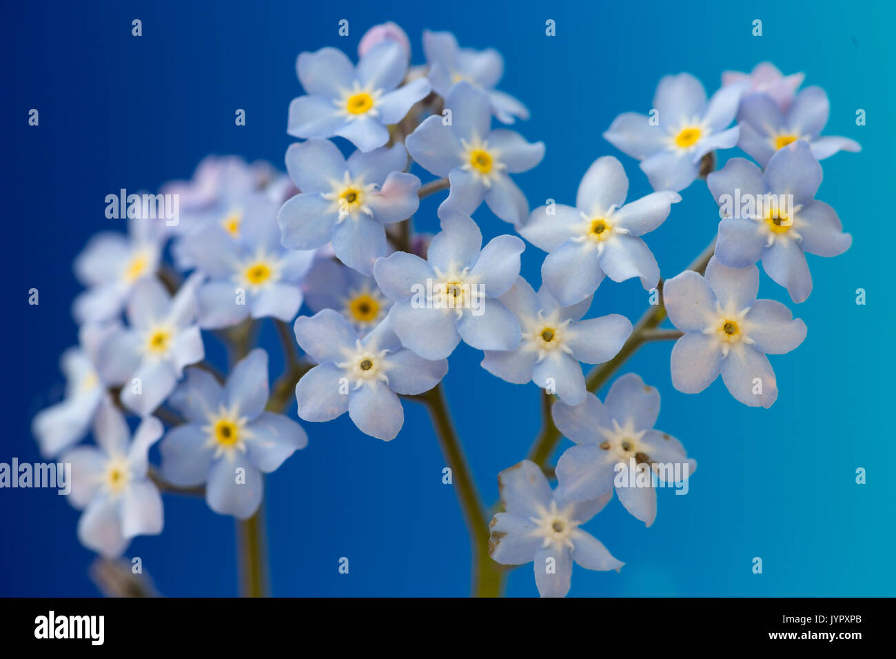 Myosotis sylvatica Flowers Stock Photo Alamy