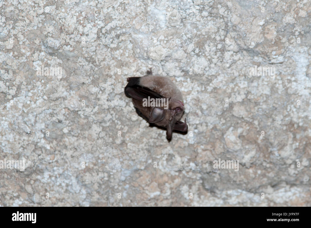 Lesser Horseshoe Bat spending its day in a calcareous sintered Roman tunnel and cistern near Eleutherna in central Crete. Stock Photo