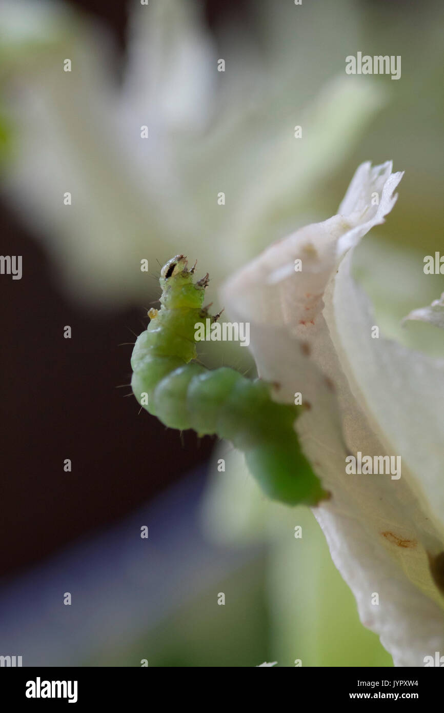 caterpillar eating lettuce Stock Photo Alamy