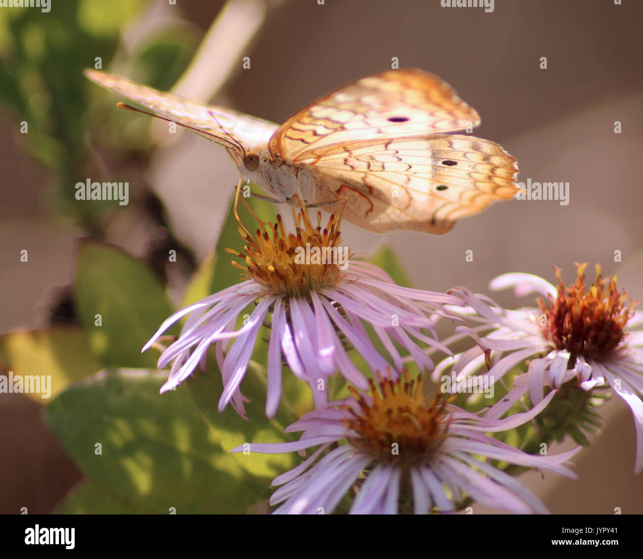 White Peacock butterfly Stock Photo - Alamy