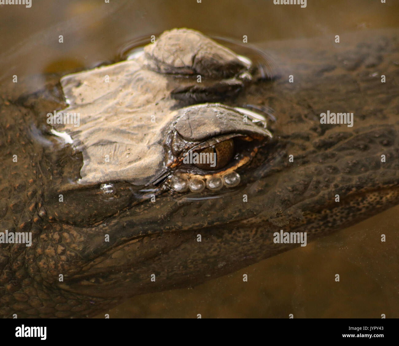 Small Alligator with just eyes above water Stock Photo