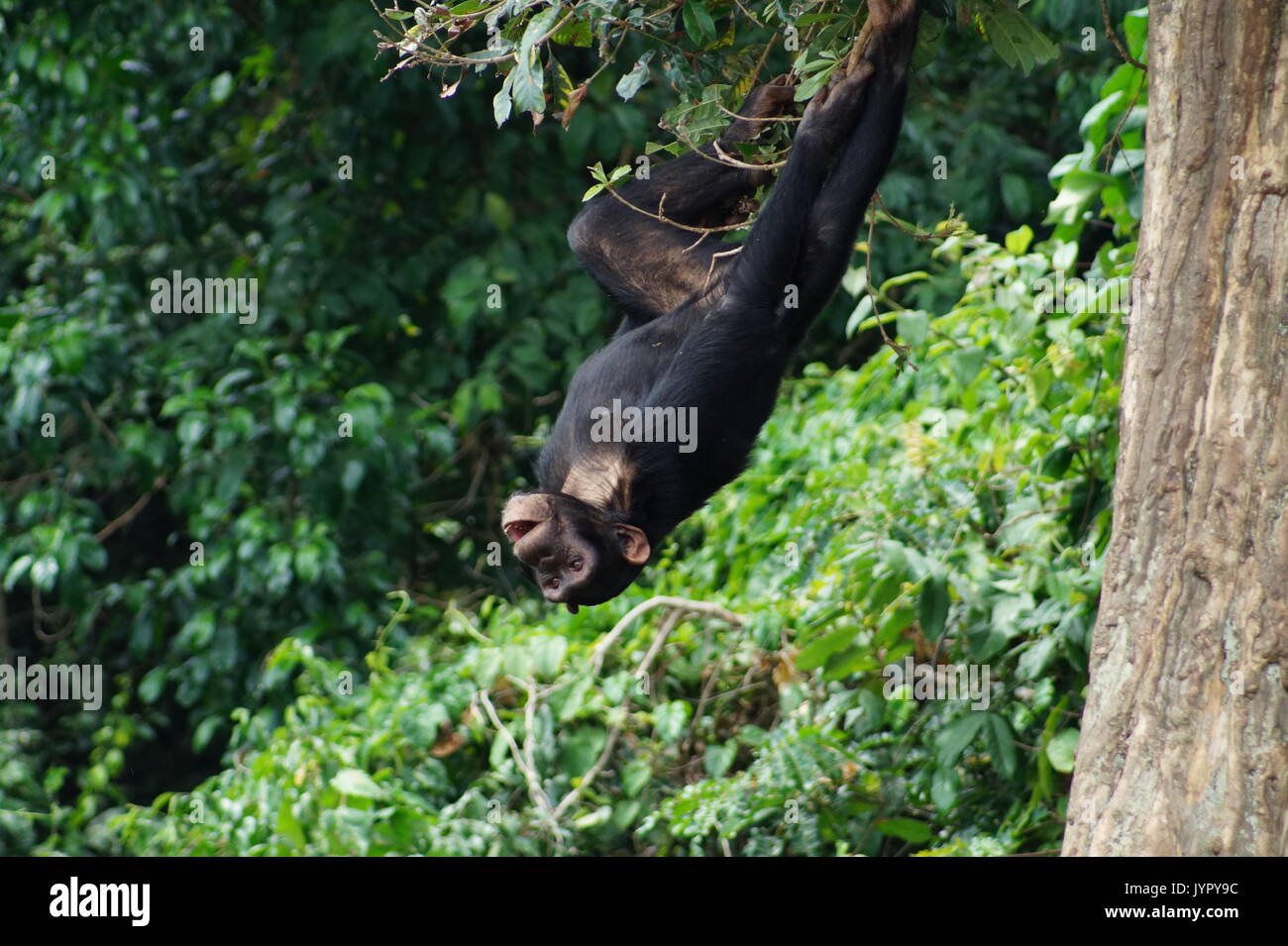 Chimpanzee swinging upside down from a tree Stock Photo