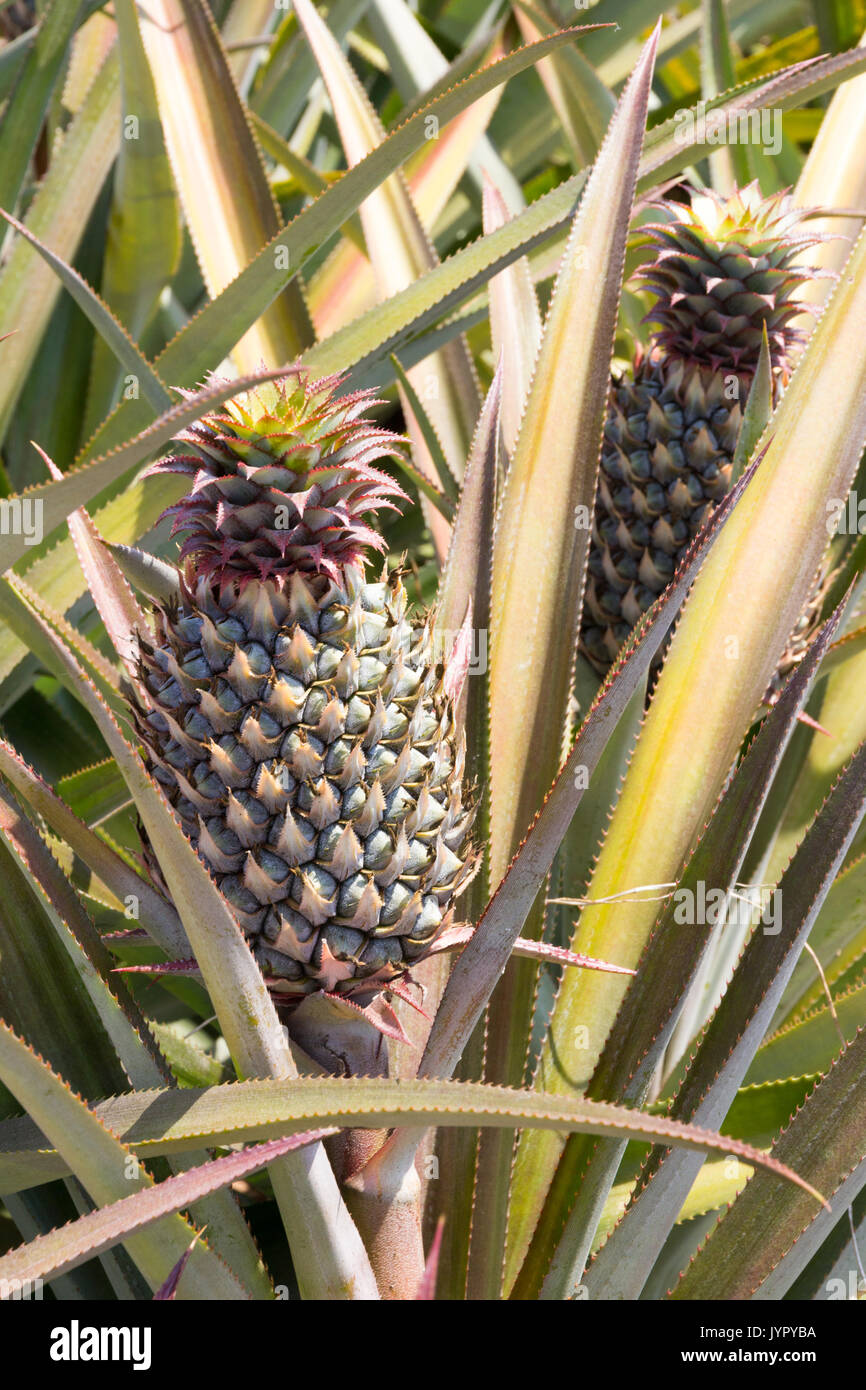 Pineapples growing ina field in Phuket, Thailand Stock Photo Alamy