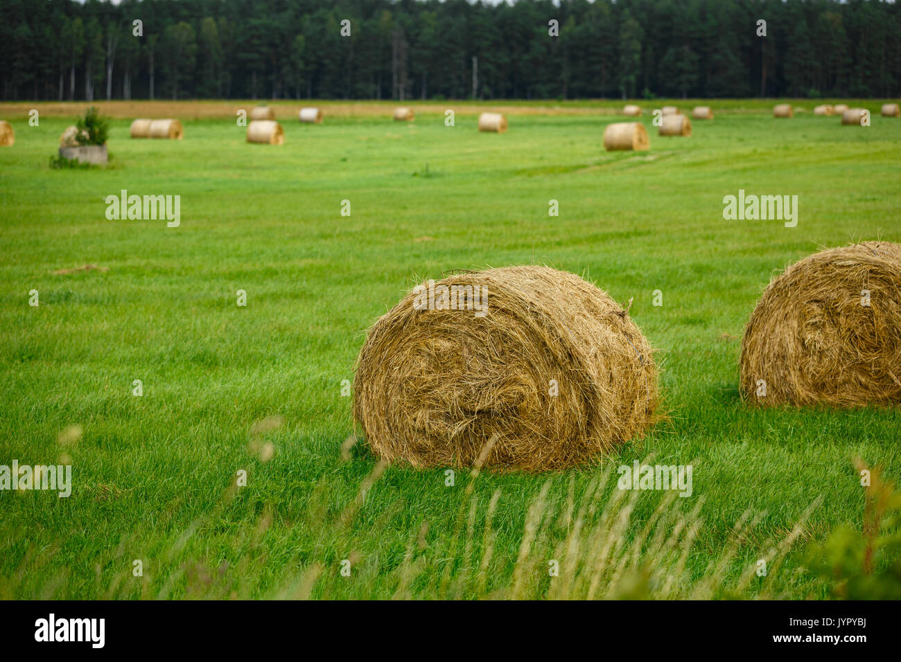green meadow with hay rolls Stock Photo - Alamy