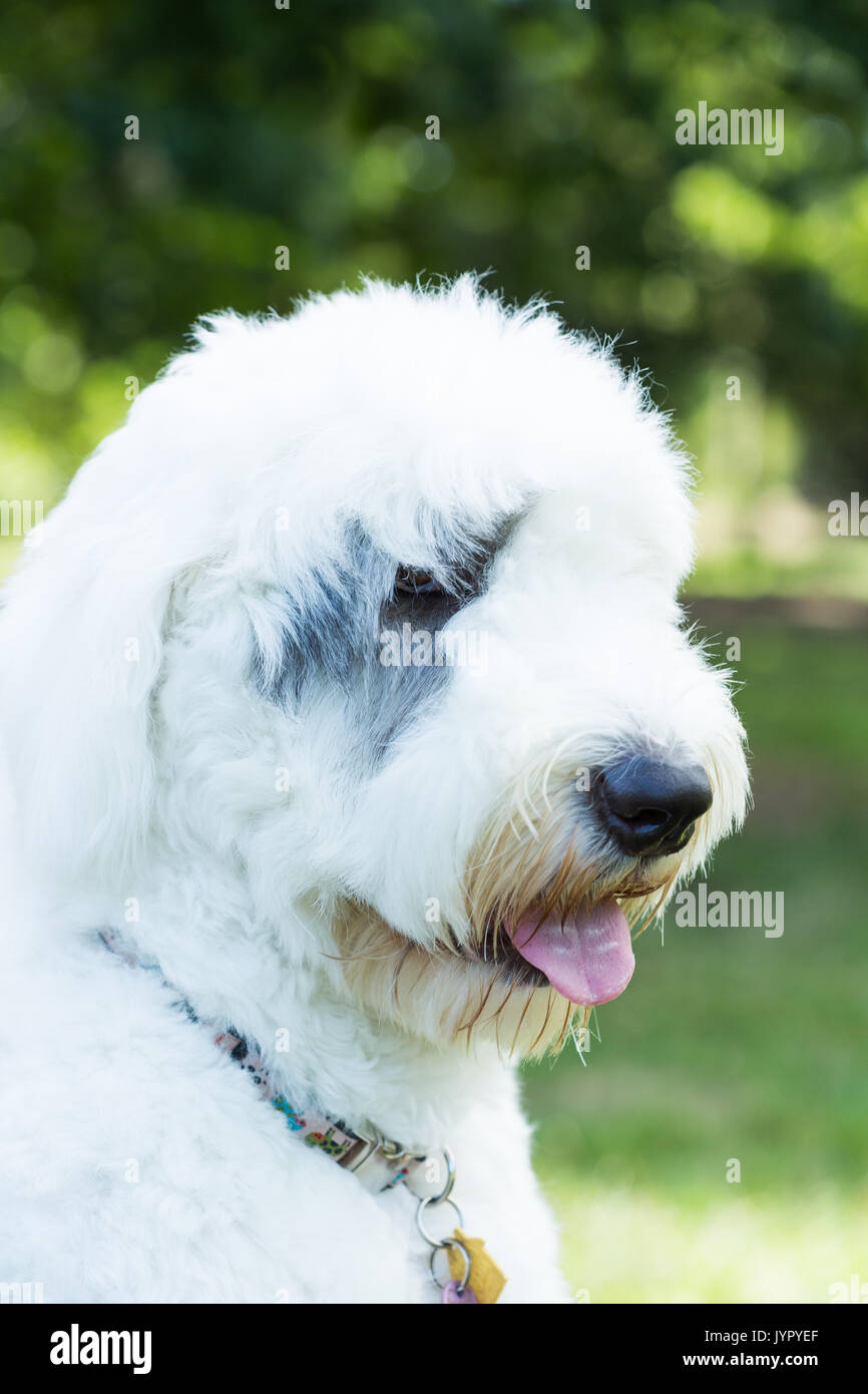 Bob Hair Cut Stock Photos Bob Hair Cut Stock Images Alamy