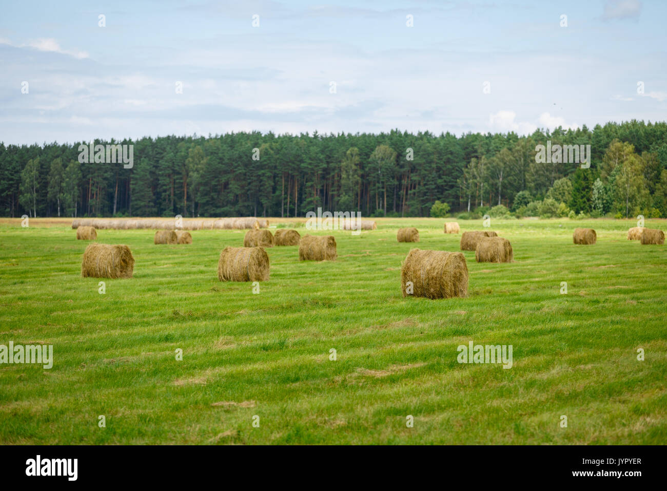 green meadow with hay rolls Stock Photo - Alamy
