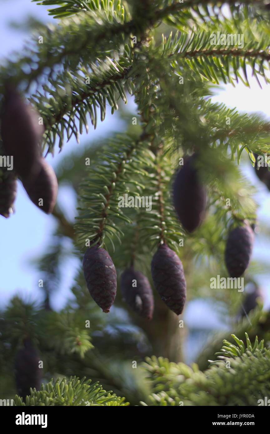 10” Cluster Berry & Pine Cone Pick