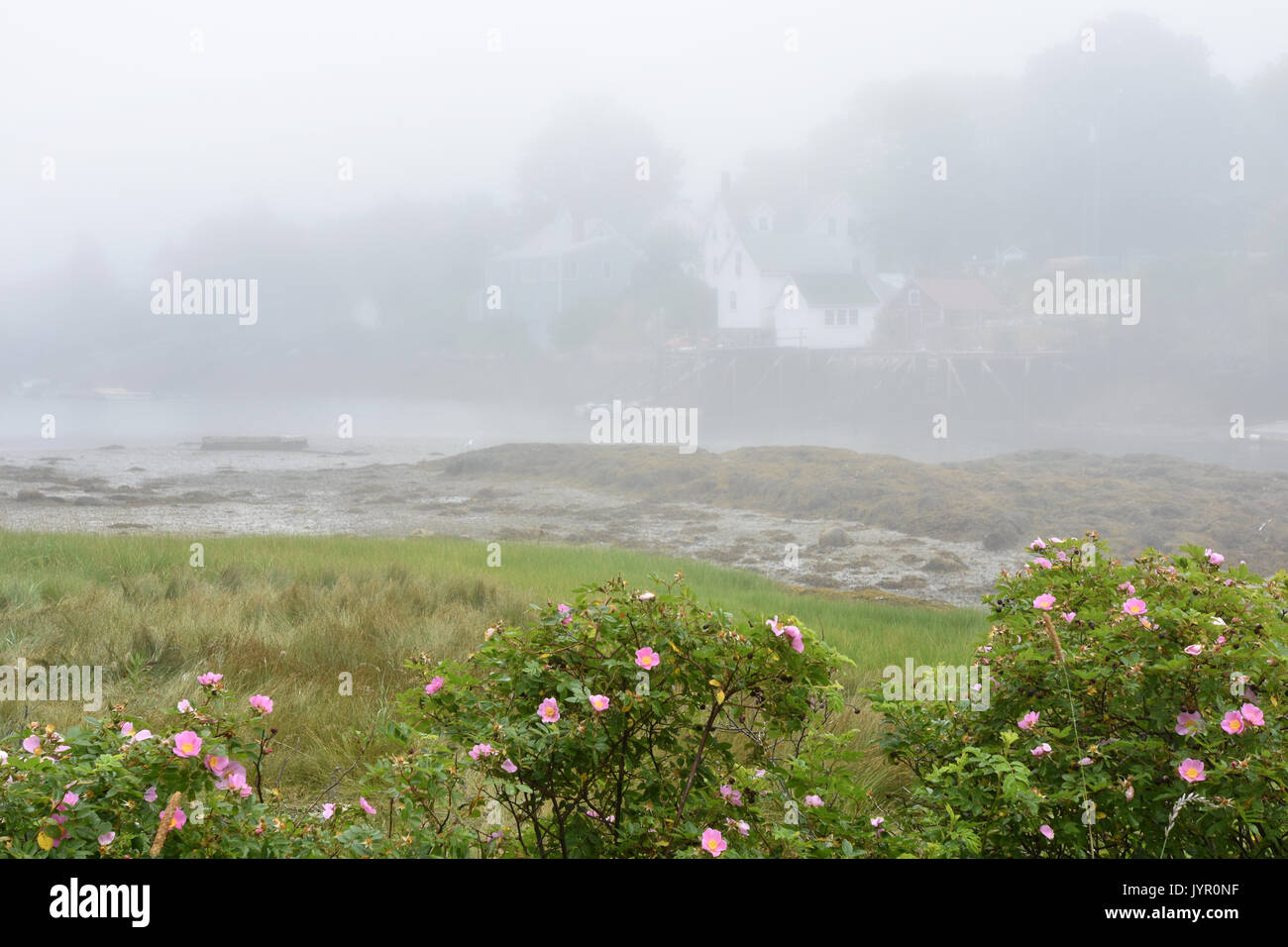 Beach Plum Roses in bloom on Pratt Island, (Southport) Maine Stock