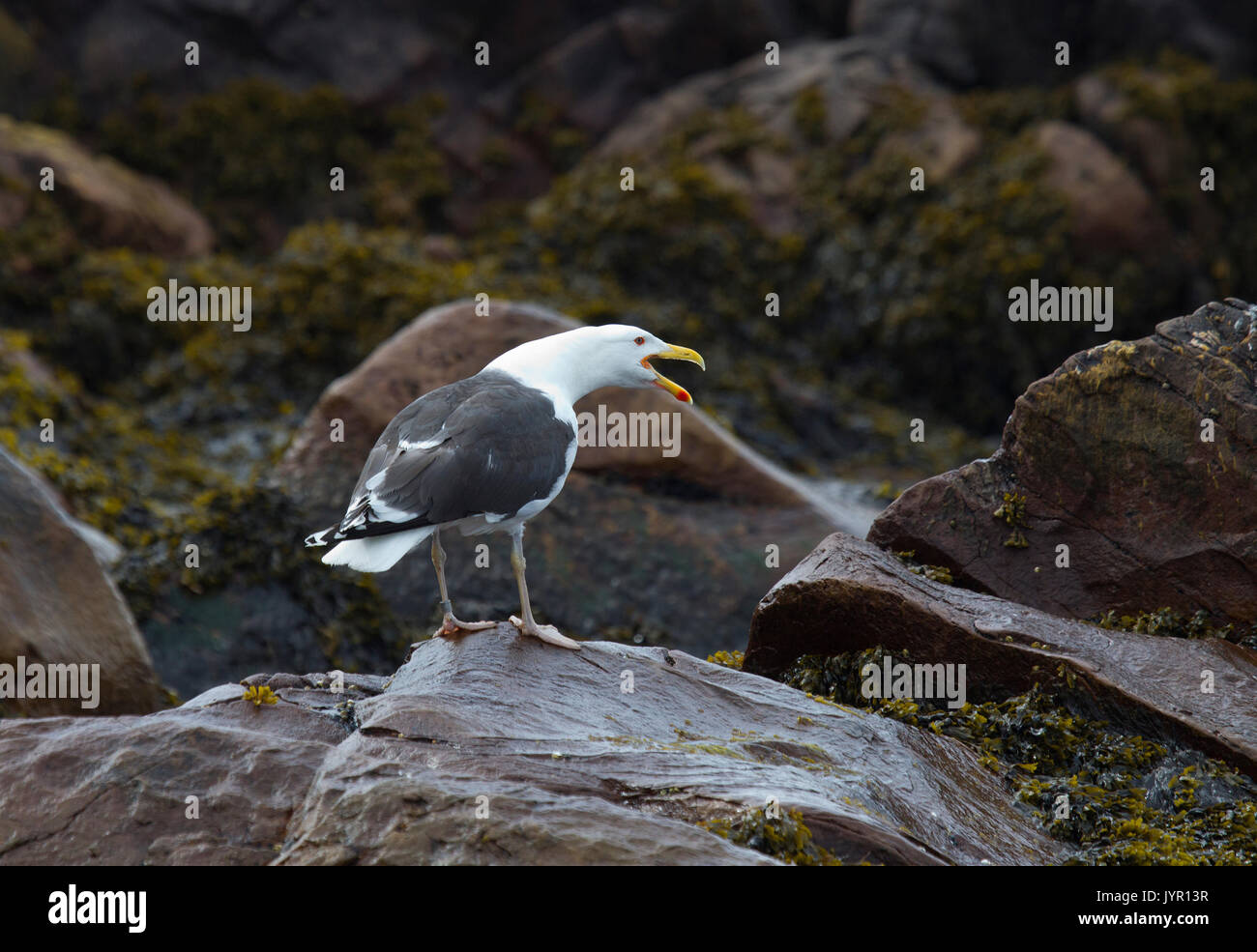 Herring gull calling squawking hires stock photography and images Alamy