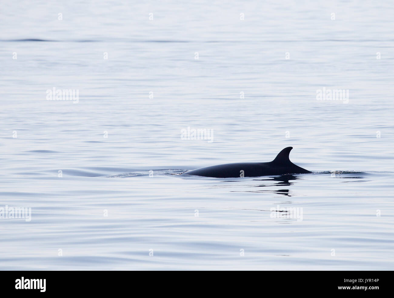 Minke whale hi-res stock photography and images - Alamy