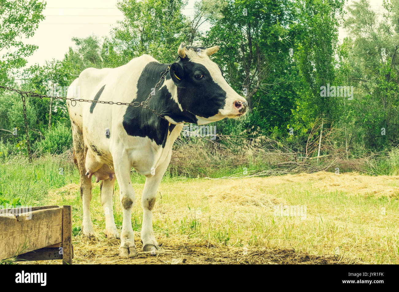 Dairy black and white spotted cow in the village. Chained cow standing in the field Stock Photo