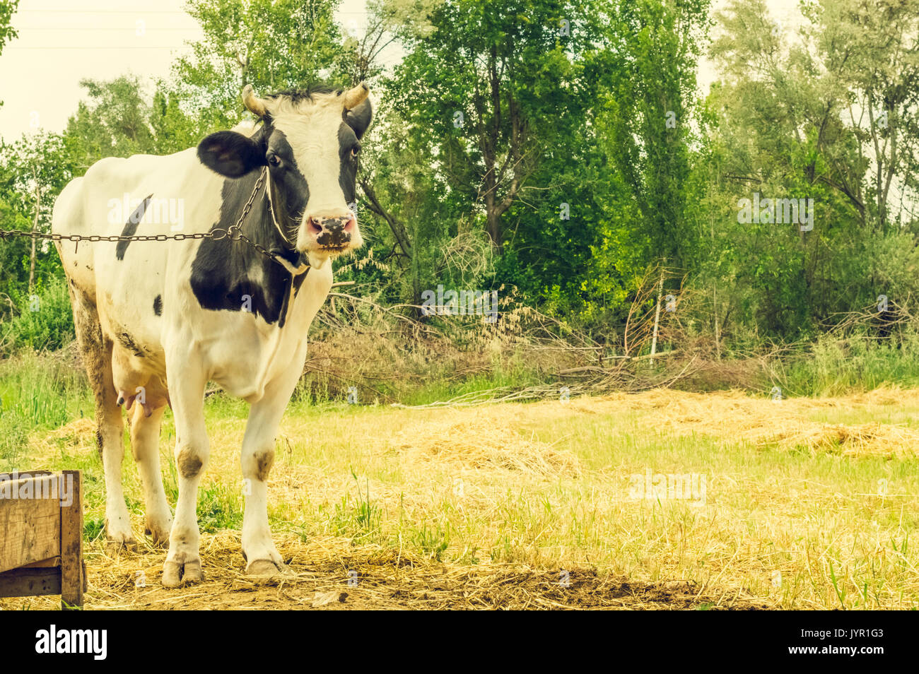 Dairy black and white spotted cow in the village. Chained cow looking