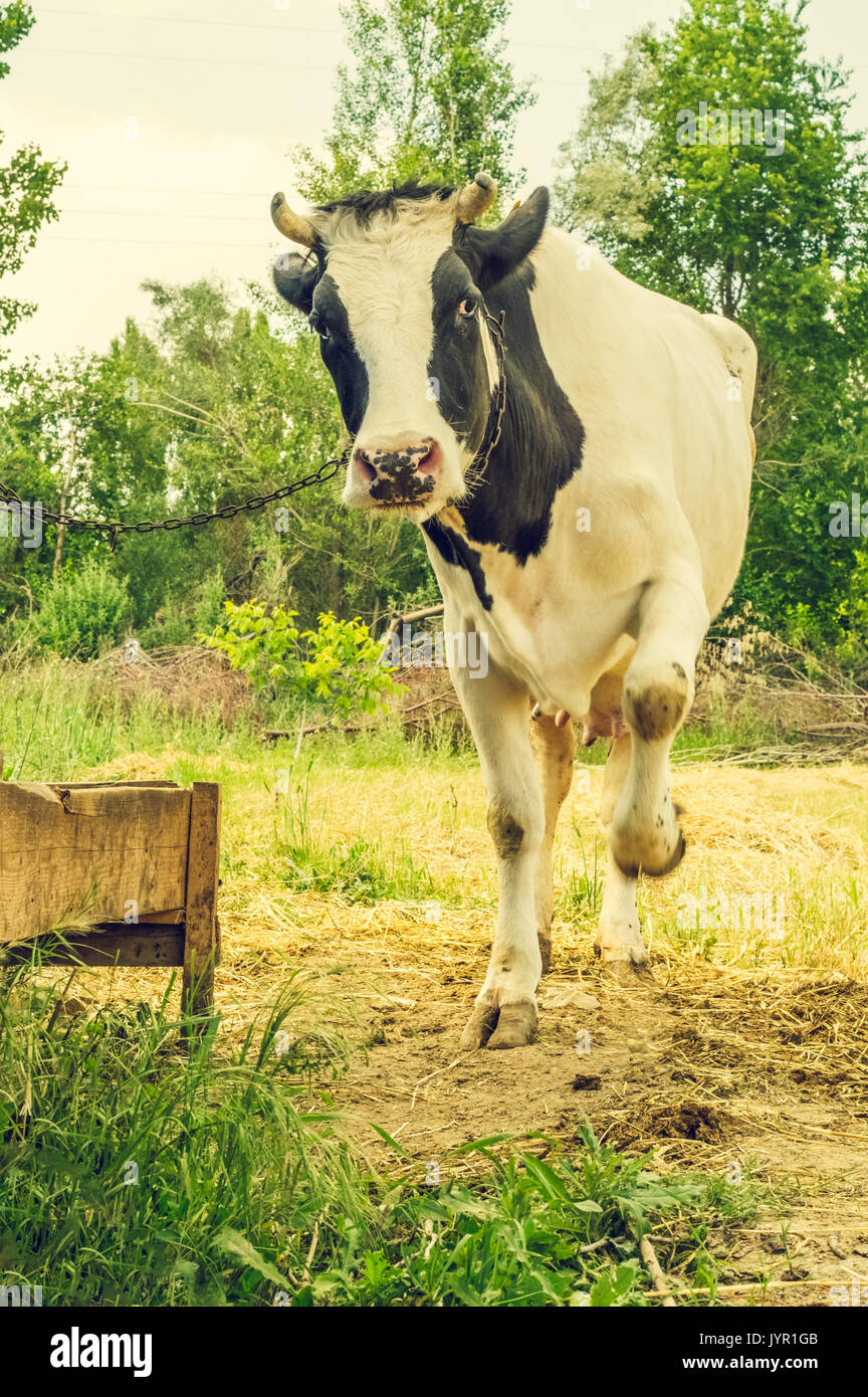 Dairy black and white spotted cow in the village. Chained cow standing