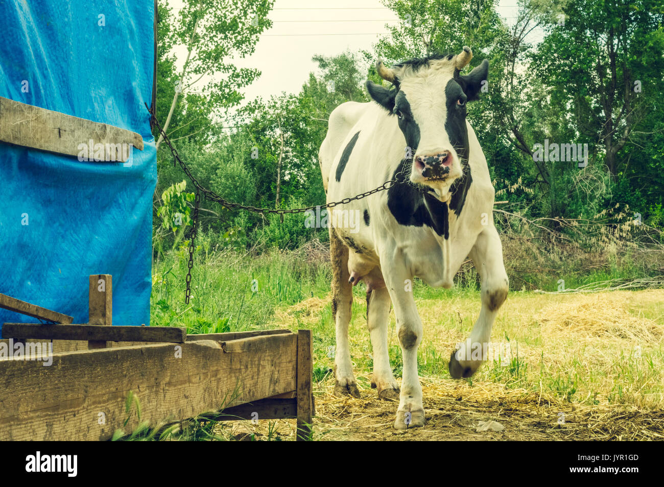 Dairy black and white spotted cow in the village. Chained cow standing near the barn. Stock Photo