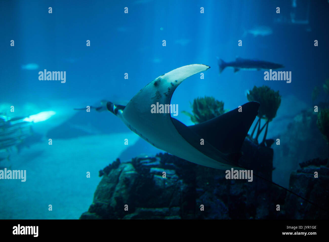 Electric ray fish in aquarium. Cramp-fish in blue water. Stock Photo