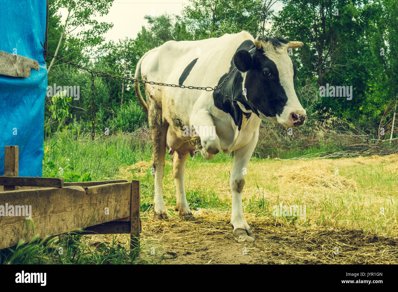Dairy black and white spotted cow in the village. Chained cow standing