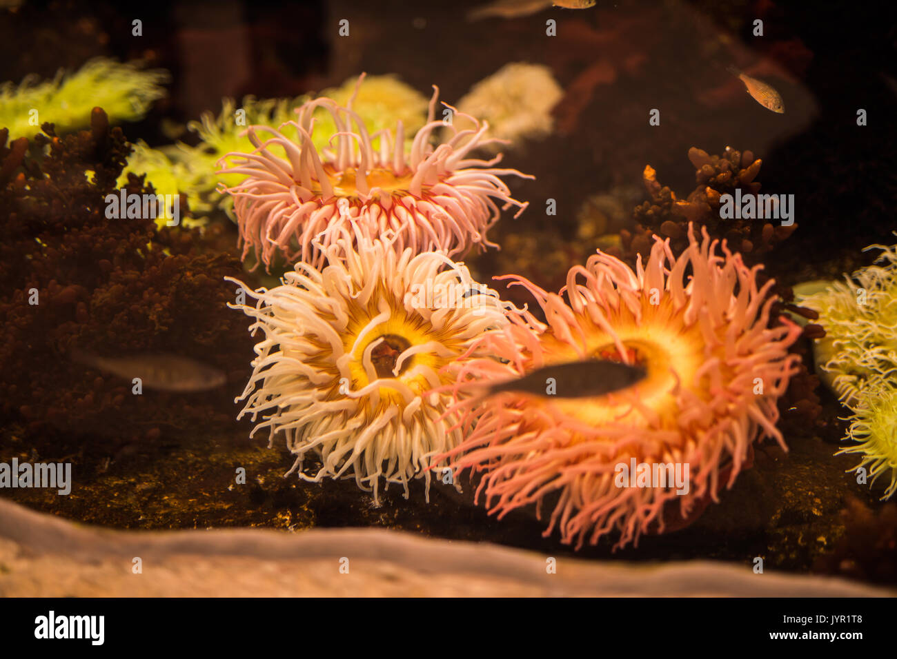 Aquarium plants. Ocean underworld. Flora and fauna Stock Photo