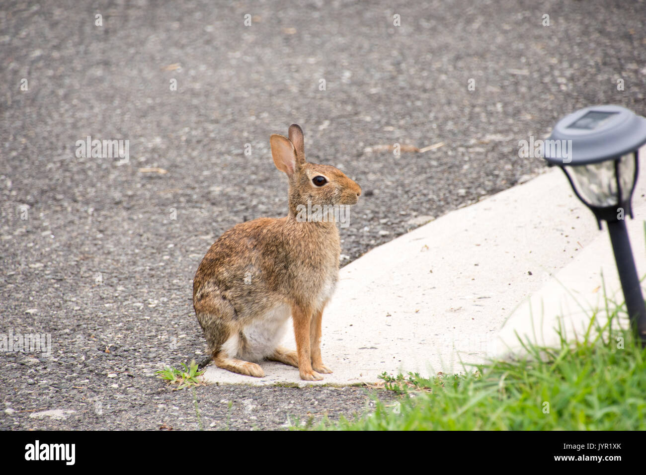 Rabbit spotted in suburban New Jersey driveway Stock Photo Alamy