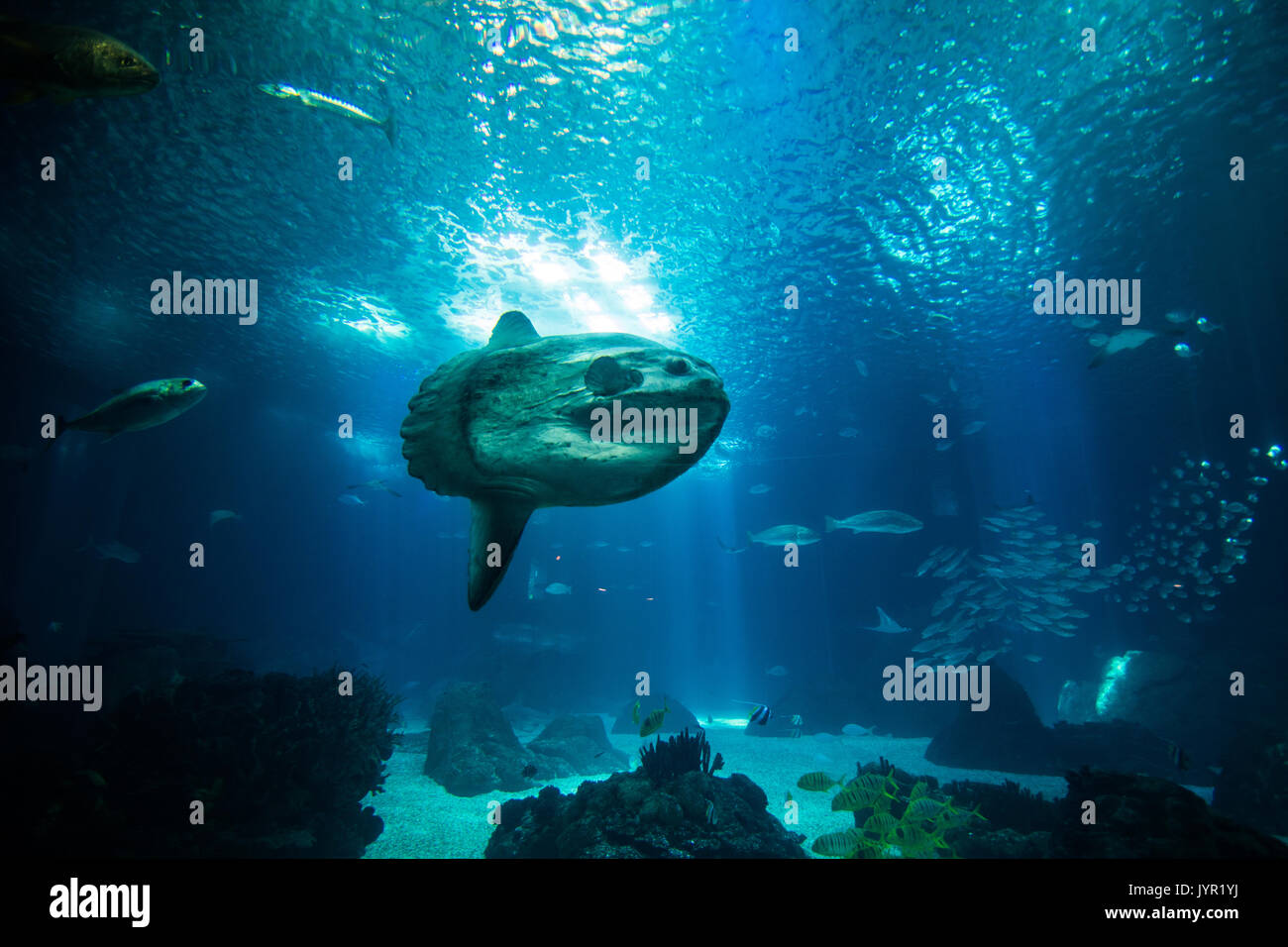 Ocean giant fish world in aquarium for observation in Lisbon Stock Photo