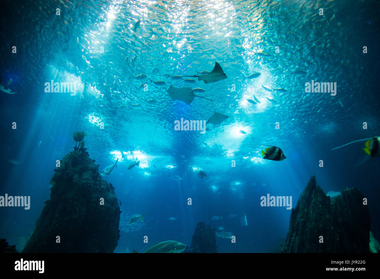 Ocean giant fish world in aquarium for observation in Lisbon Stock Photo