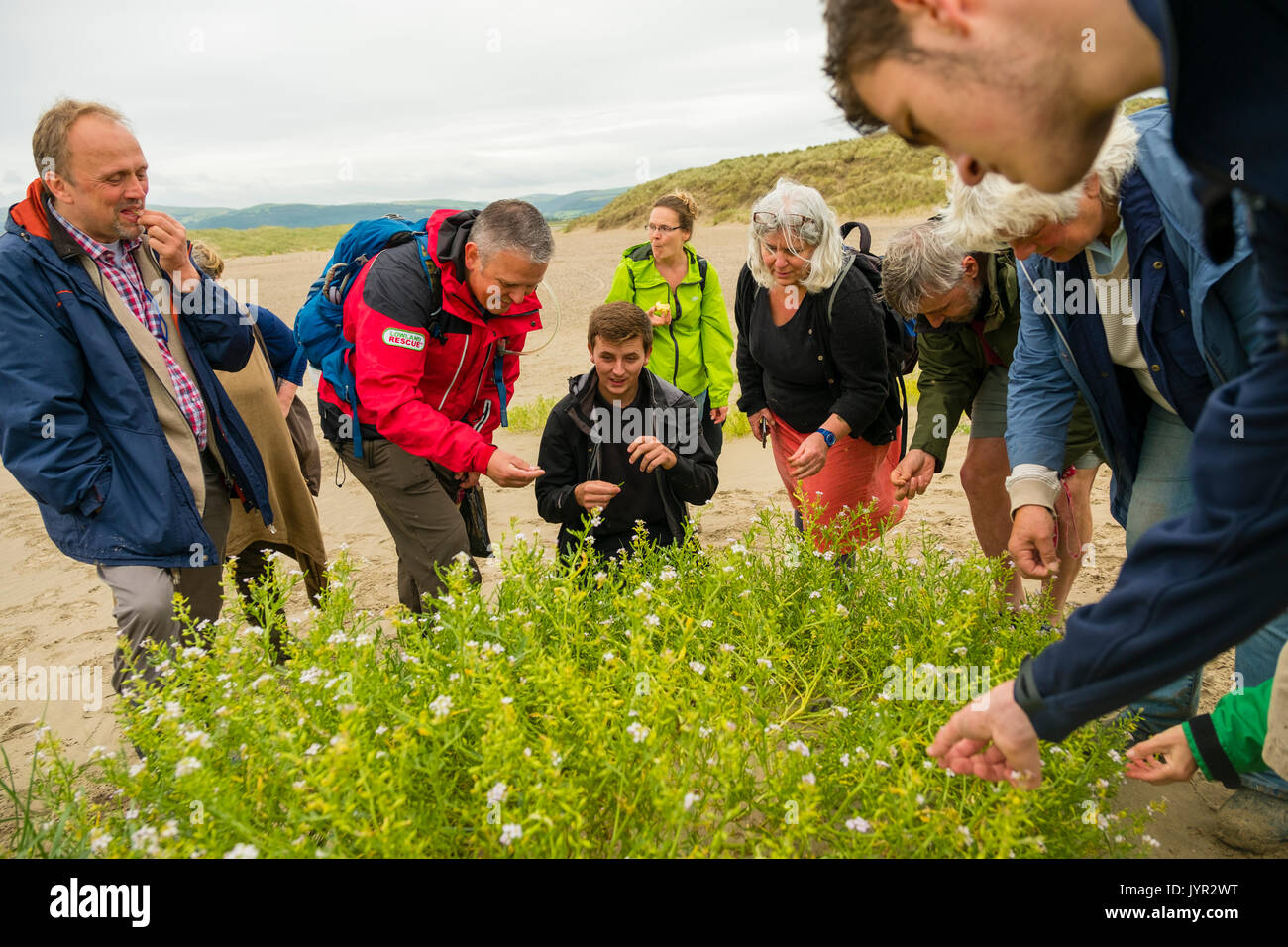 A group of people, lead by a Natural Resources Wales (NRW) warden,  foraging for the bitter tasting  wild Sea Rocket  (cakile maritima)  and other foods growing on the seashore and marshlands at Ynyslas nature reserve in the Dyfi biosphere in mid Wales UK Stock Photo