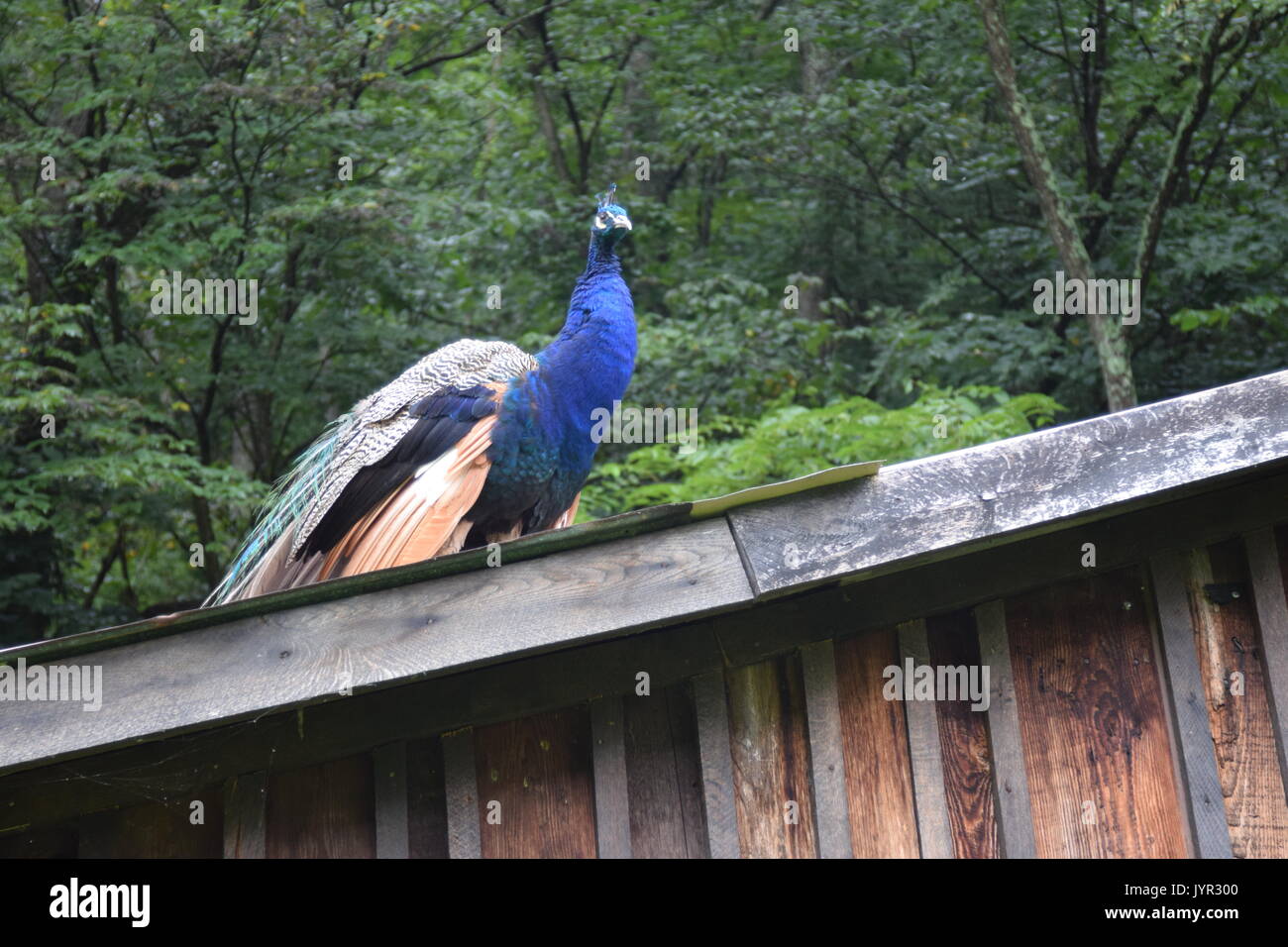 Blue peacock stands on slanted wooden roof of cabin Stock Photo
