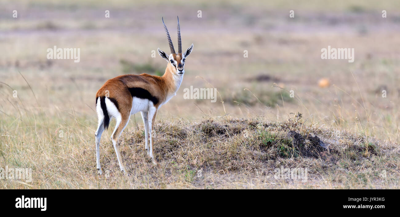 Thomson's gazelle on savanna in National park of Africa Stock Photo - Alamy
