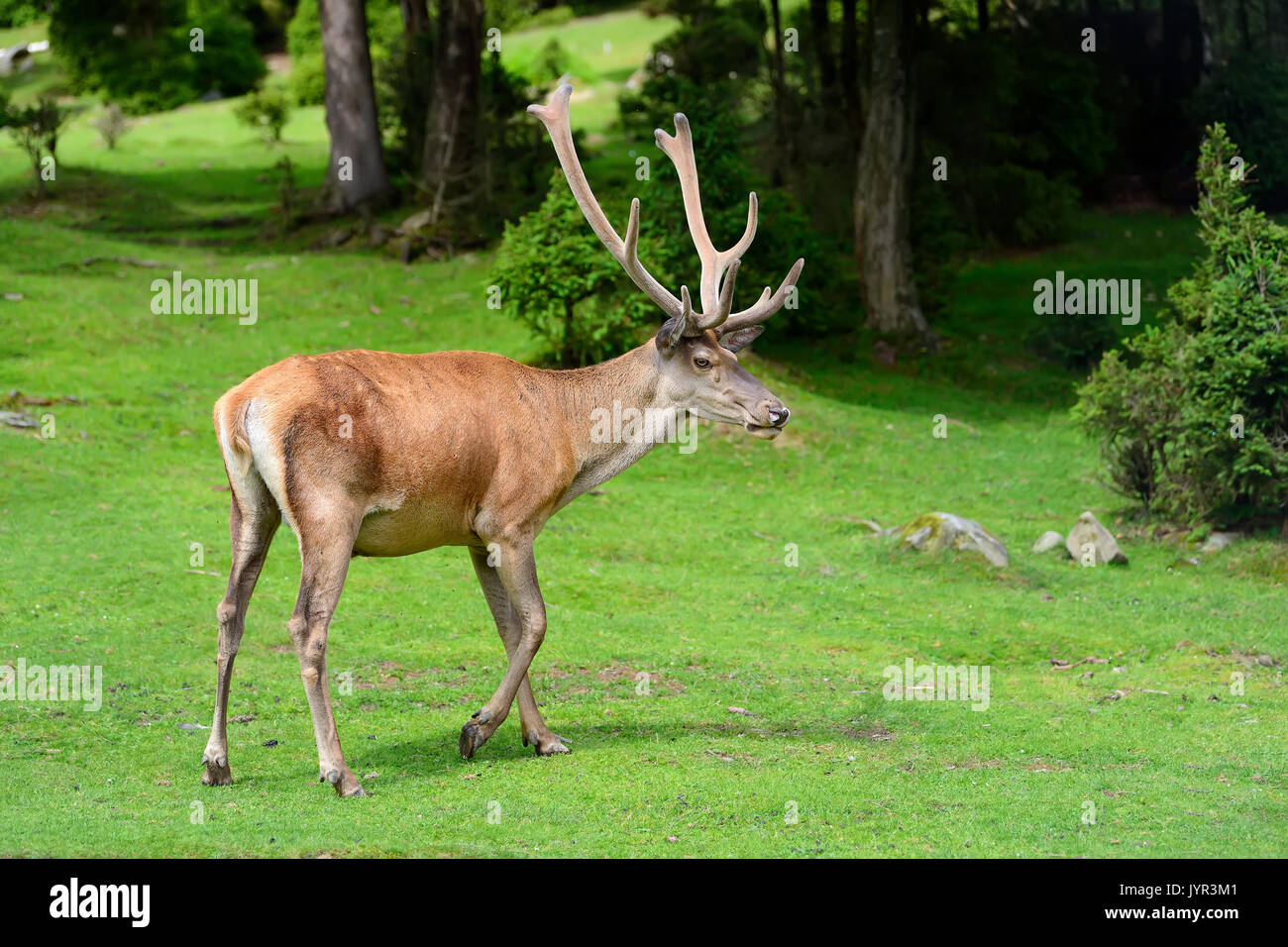 Close young male deer in summer forest Stock Photo