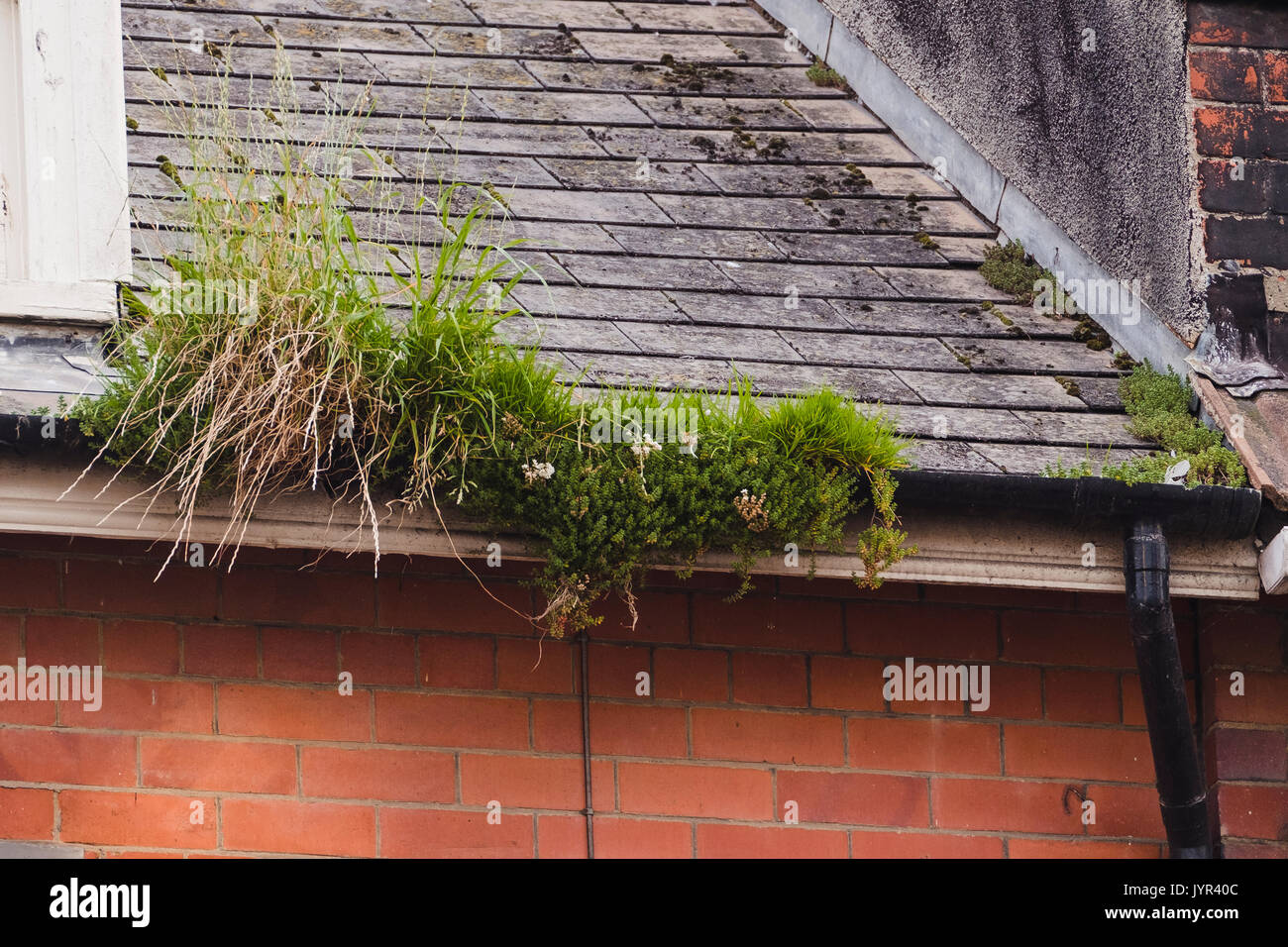 Weeds gutters hires stock photography and images Alamy
