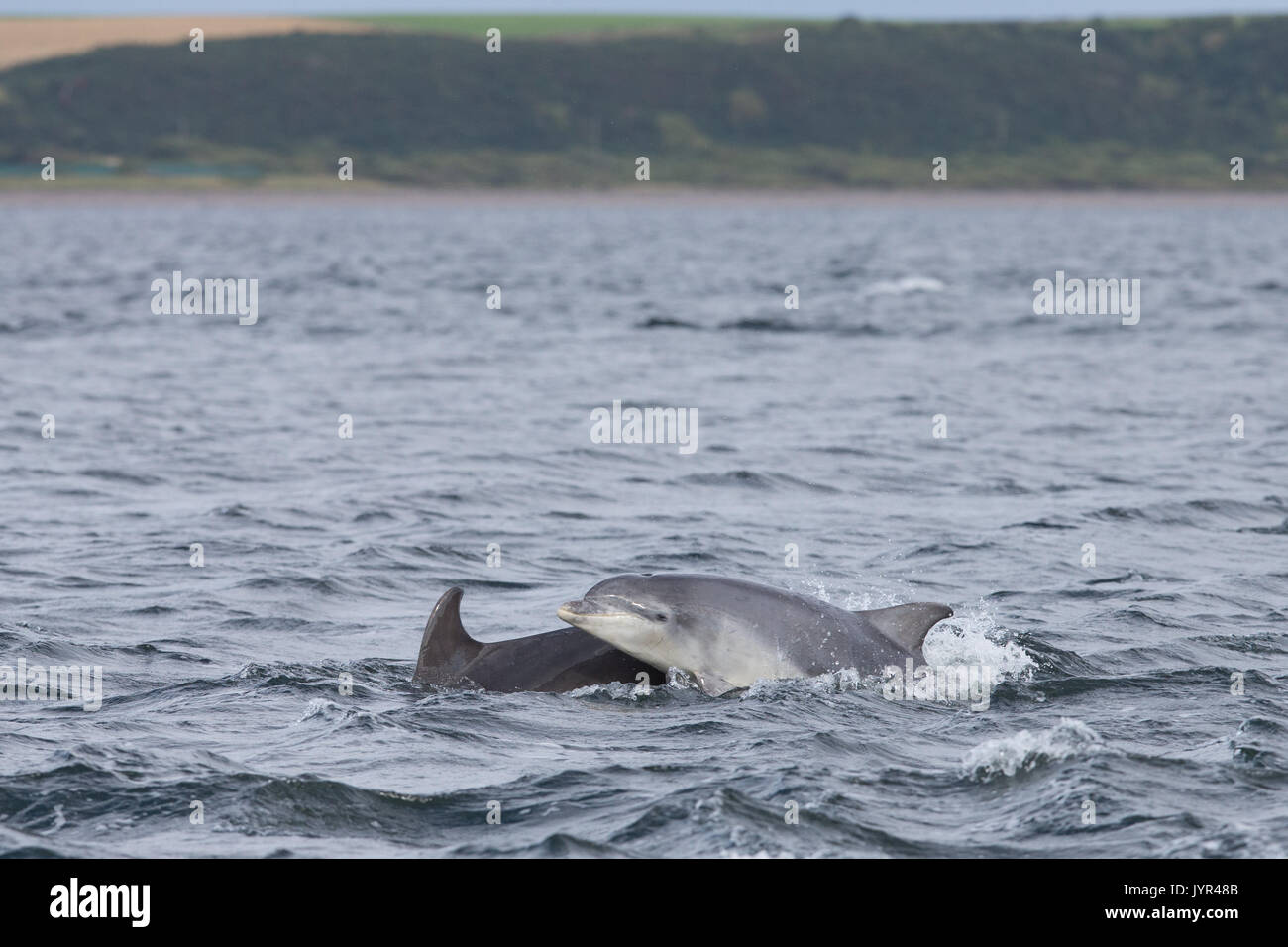 Scottish Bottlenose dolphin mother & youngster in the waters of the Moray Firth Stock Photo