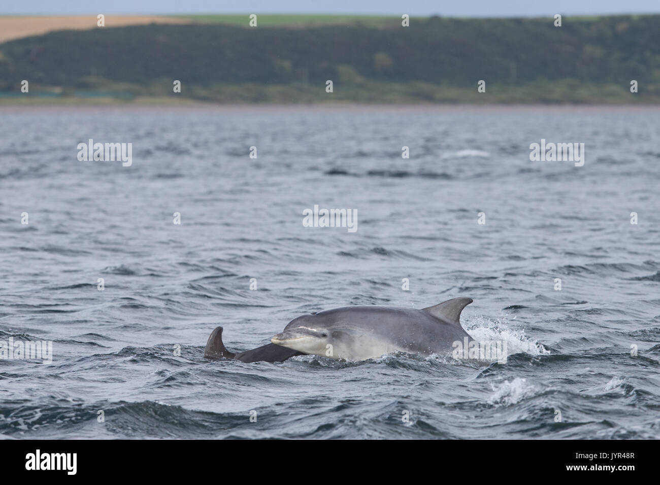 Scottish Bottlenose dolphin mother & youngster in the waters of the Moray Firth Stock Photo