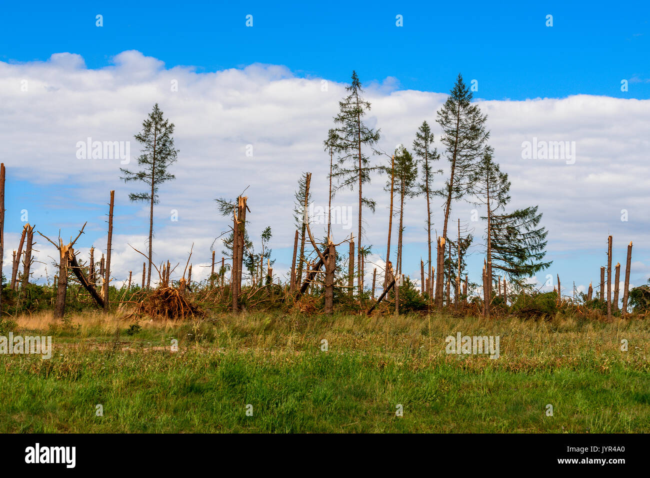 Trees fallen by tornado in Northern Poland. August 11, 2017 Stock Photo