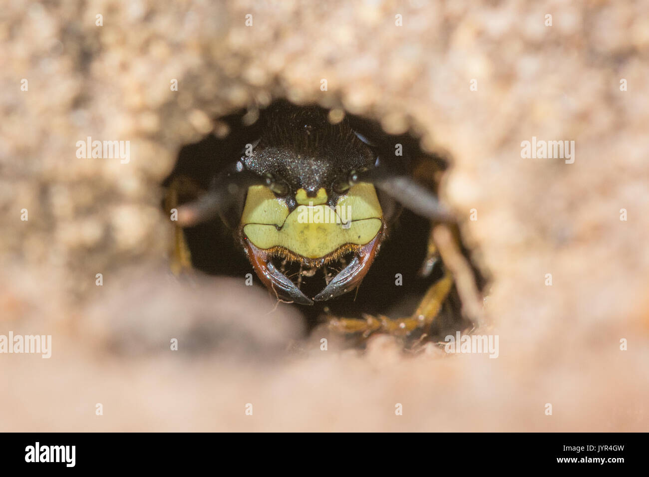 Close-up of face of beewolf wasp (Philanthus triangulum) peering out of its burrow in the sand, UK Stock Photo