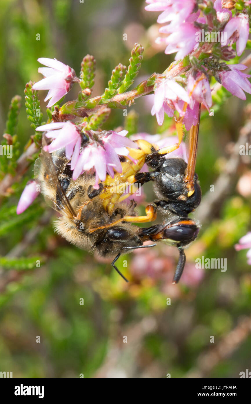 Close-up of beewolf wasp (Philanthus triangulum) catching and stinging a honey bee on flowering heather in Surrey, UK Stock Photo