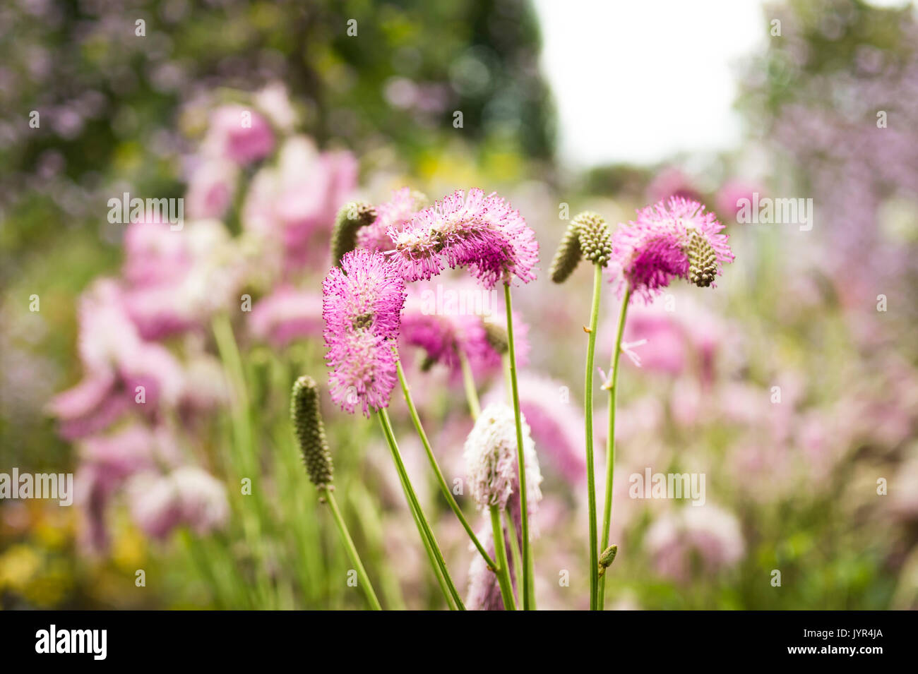 Close up of perennial Sanguisorba Obtusa (Burnet) with fluffy pink flowerheads and stamens Stock Photo