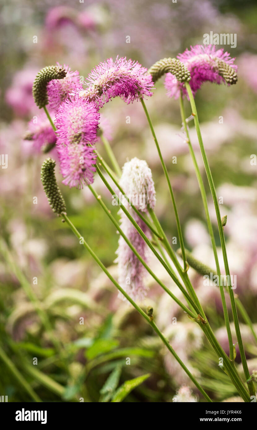 Close up of perennial Sanguisorba Obtusa (Burnet) with fluffy pink flowerheads and stamens Stock Photo