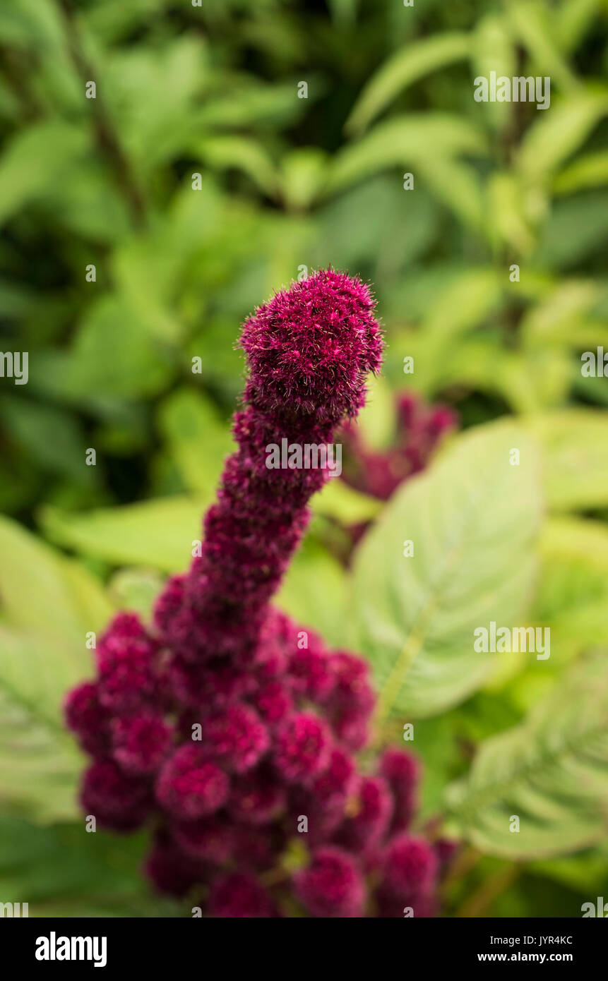 Close up of tip of burgundy red Amaranthus Towers or Fat Spike flowers in bloom with shallow depth of field Stock Photo