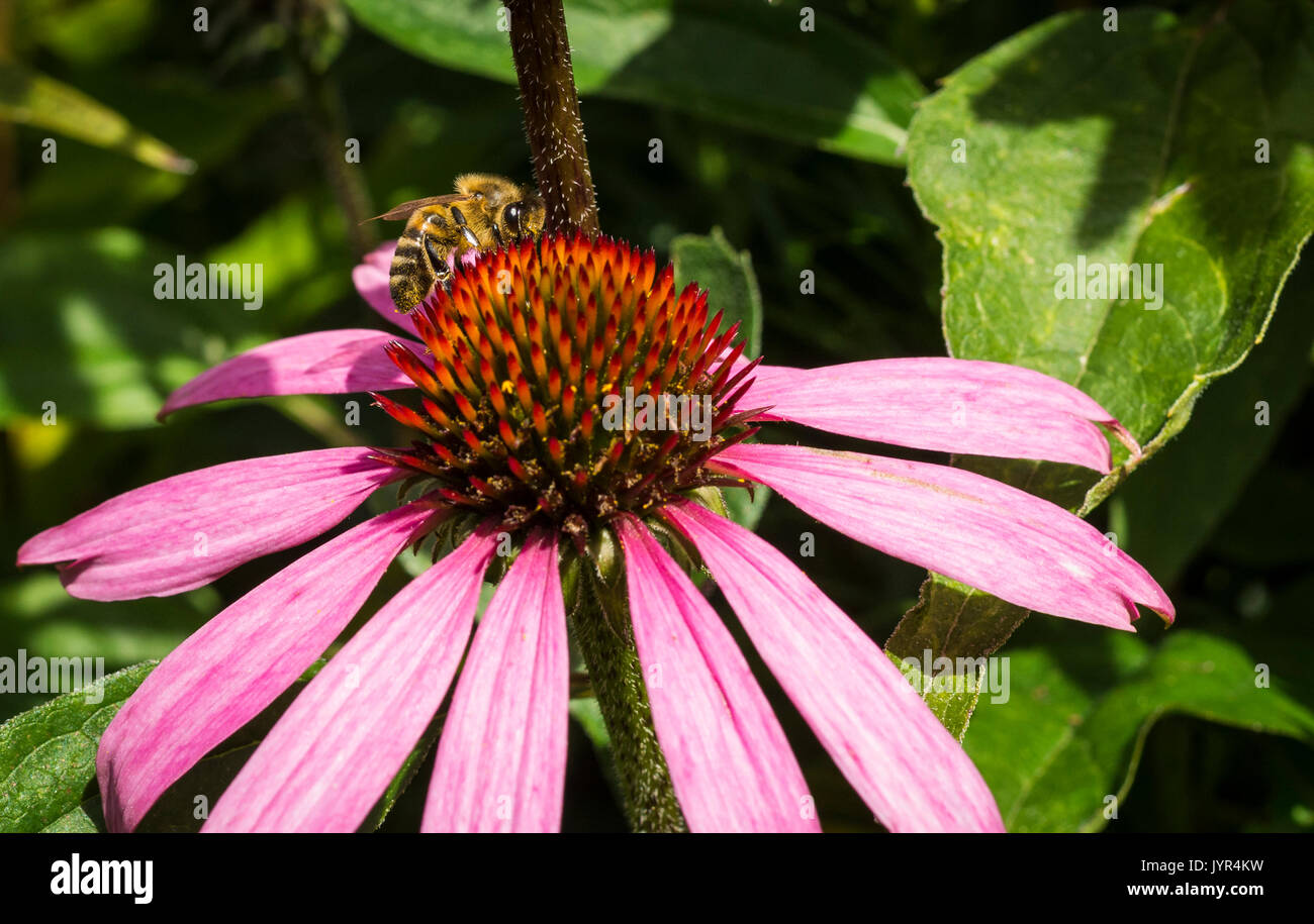 Brown bumblebee collecting pollen from a pink Echinacea Purpurea flower in a garden in the UK Stock Photo