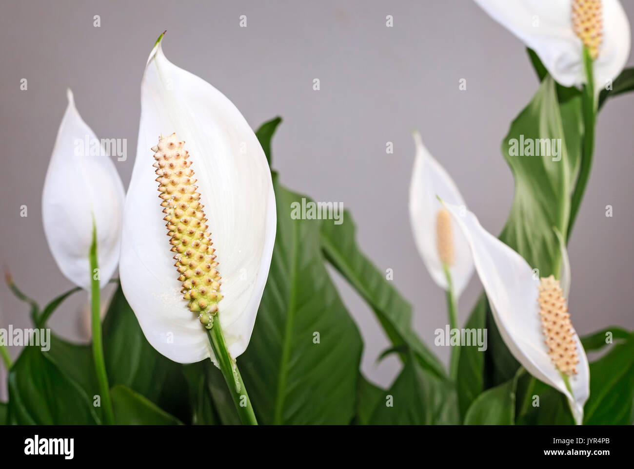 Beautiful white flowers and green leaves tropical flower Spathiphyllum on a light background. Stock Photo