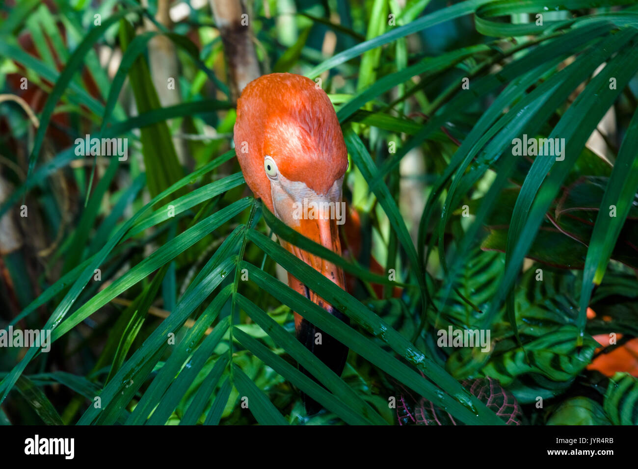 Pink Flamingo at The Key West Butterfly and Nature Conservatory Stock