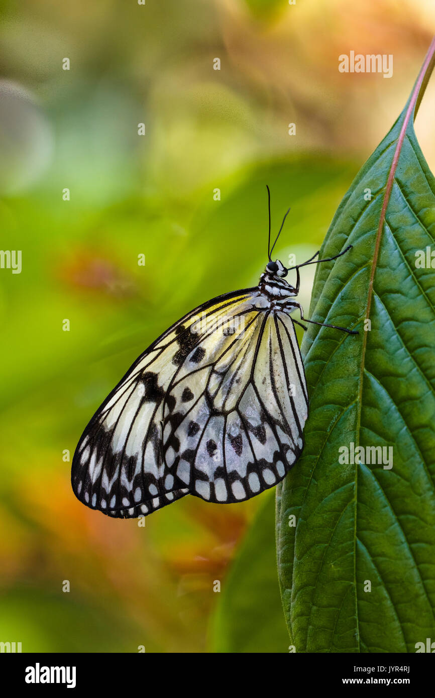 Butterfly at The Key West Butterfly and Nature Conservatory Stock Photo