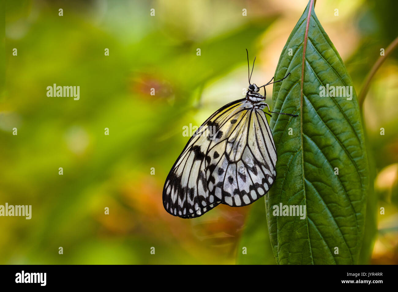 Butterfly at The Key West Butterfly and Nature Conservatory Stock Photo