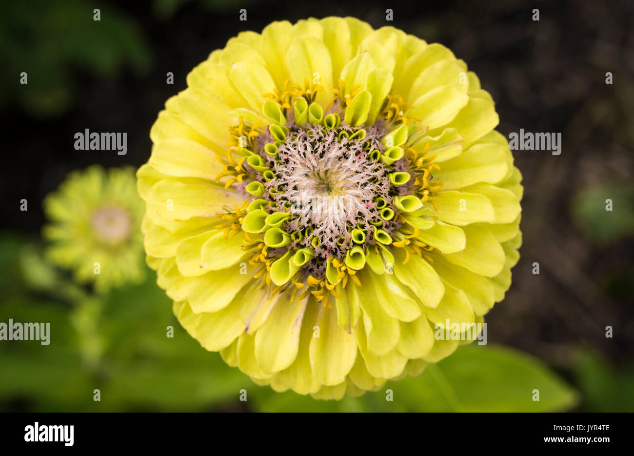 Close up of flower head of Zinnia Elegans, Queen Lime bloom Stock Photo