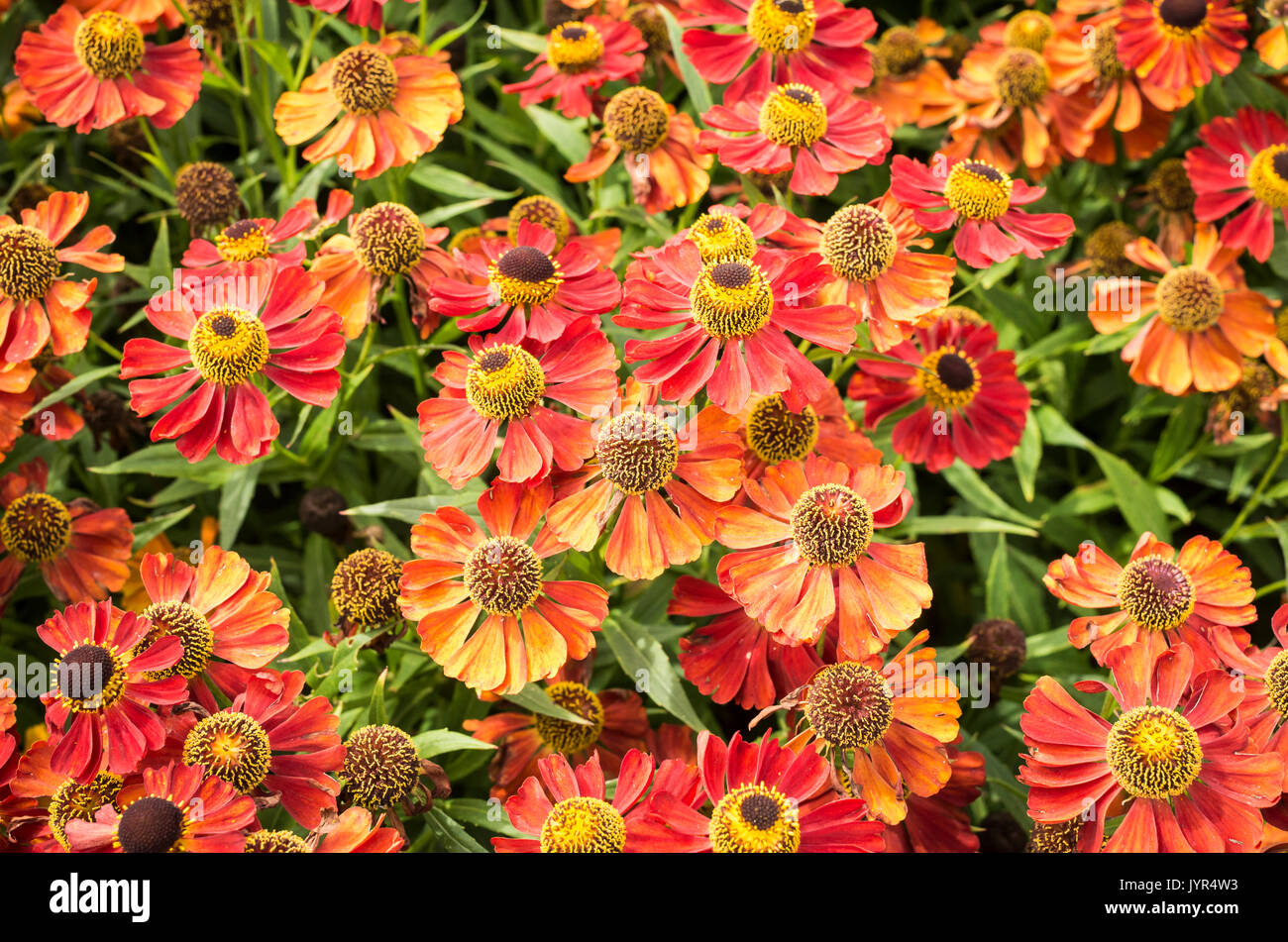 Densely planted red and orange Helenium plants in full bloom in Summer Stock Photo
