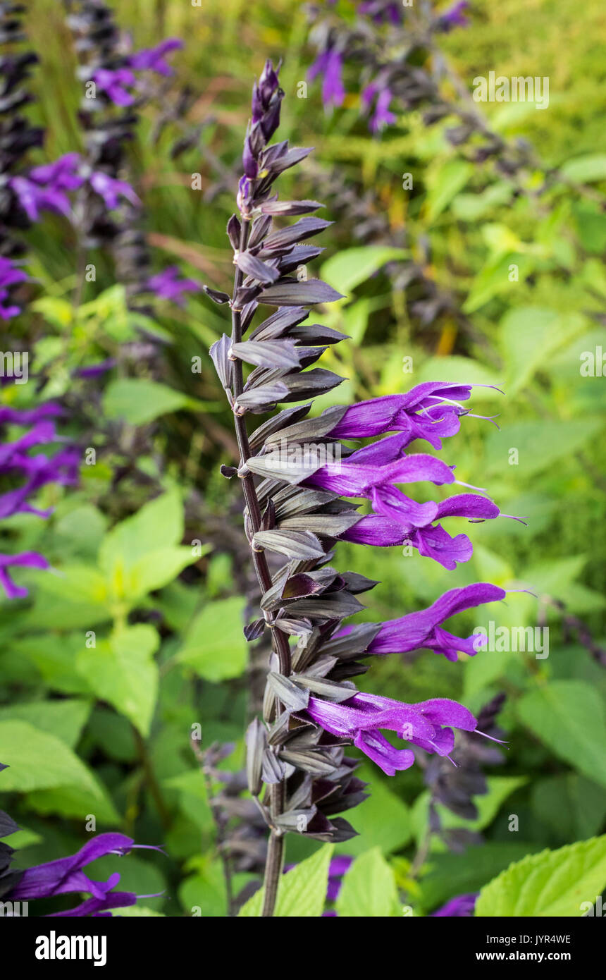 Stem and flowers of the Salvia Purple Majesty Stock Photo