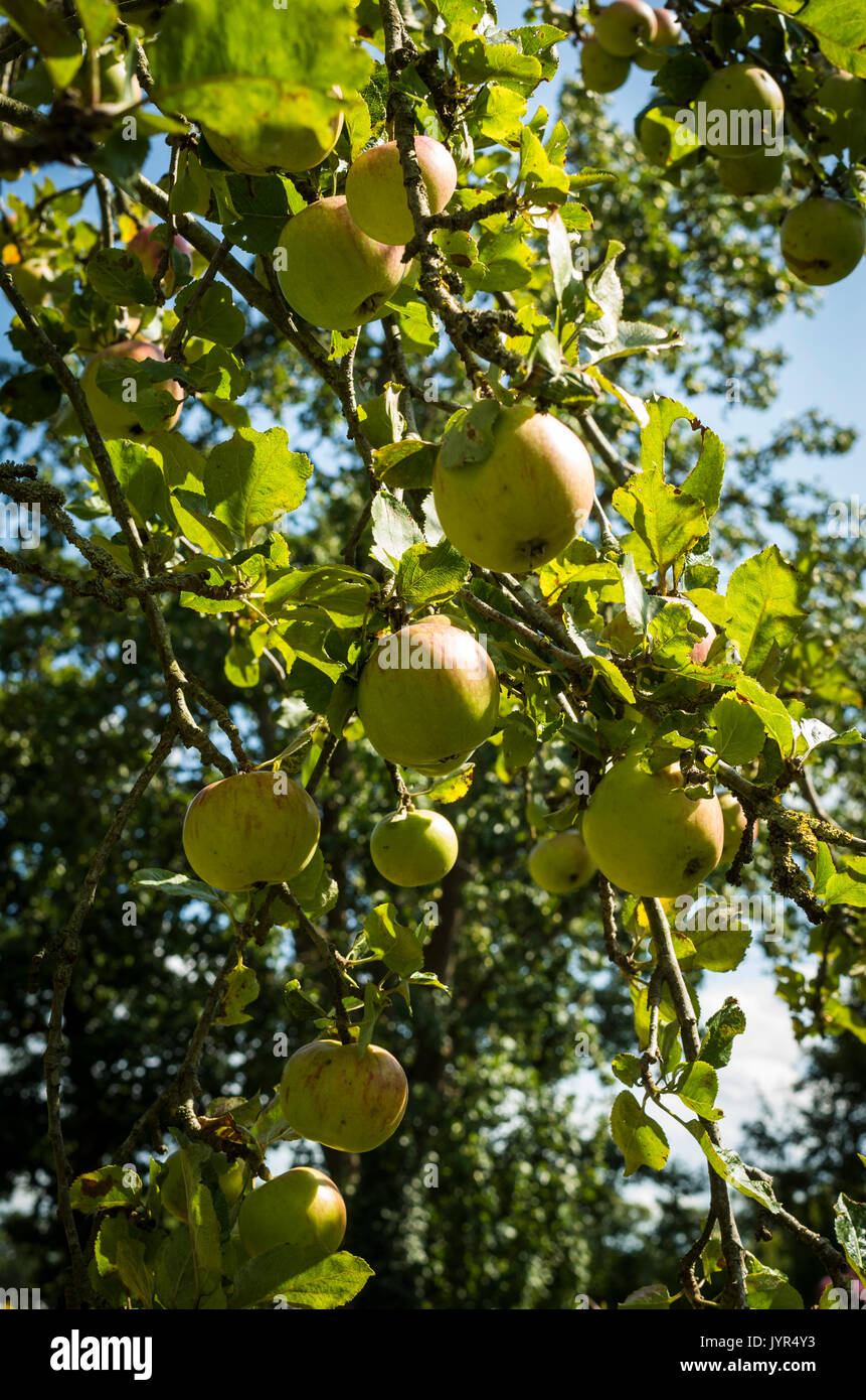 Apples growing on a tree in a country garden demonstrating self sufficiency in Summer in UK Stock Photo