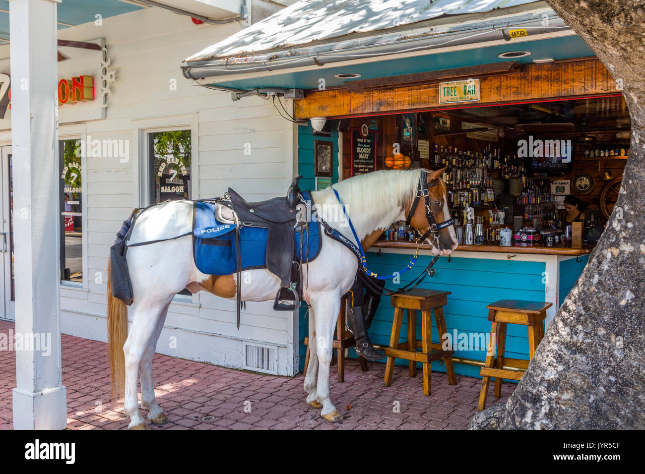 Horse at bar in Key West Florida Stock Photo