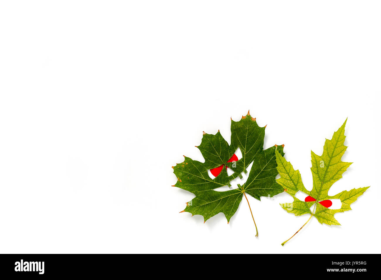 Halloween background - multi-colored faces with red eyes from maple leaves. White background. Copy space Stock Photo