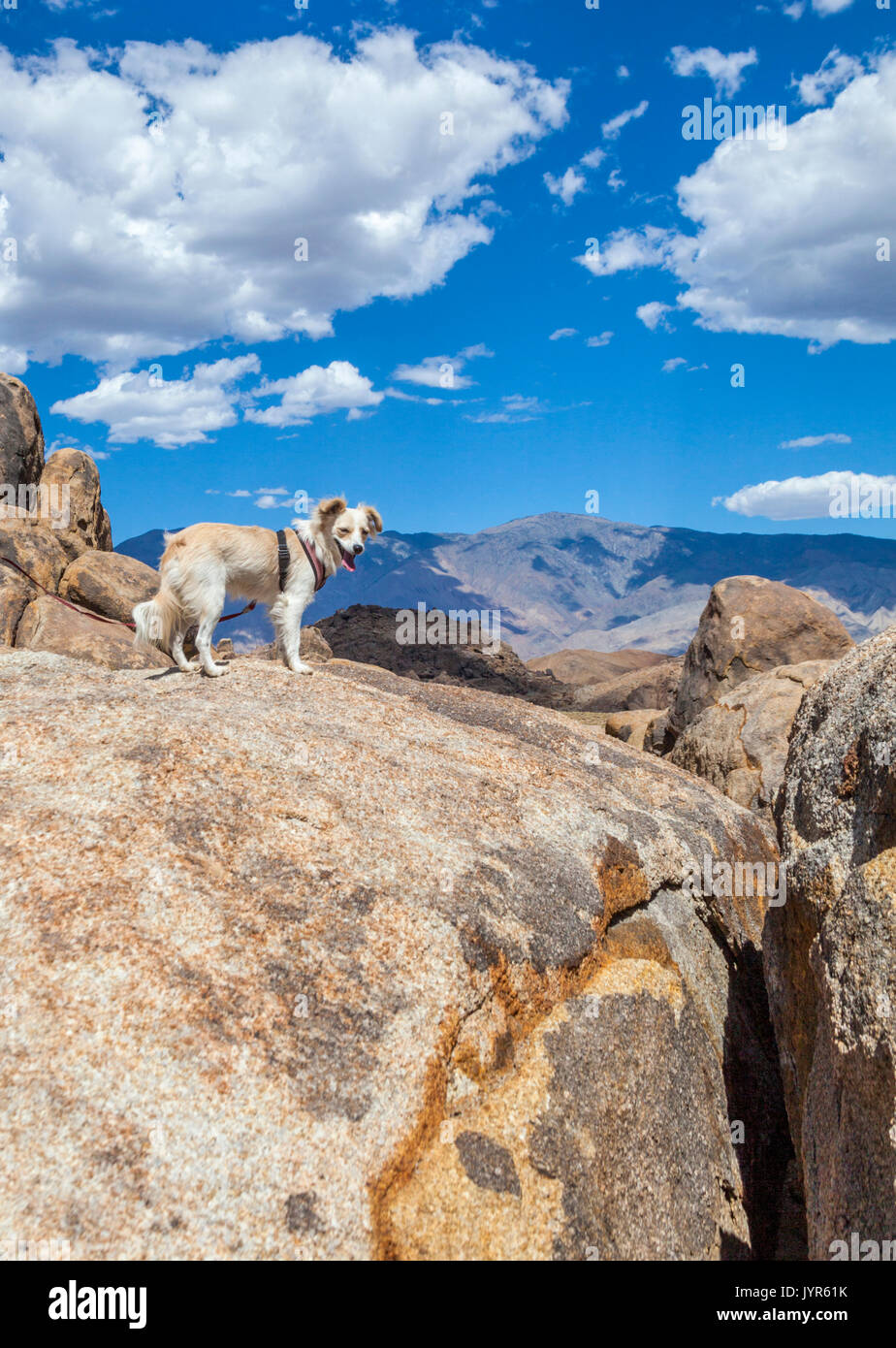 Cute dog on hike at Alabama Hills National Recreation Area in Lone Pine, California Stock Photo